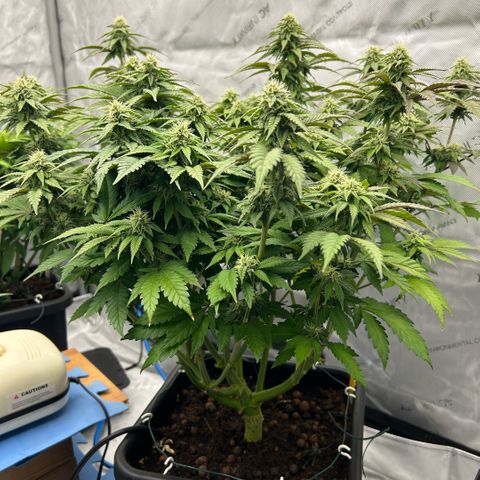 Amsterdam Amnesia  #2 growlog timeline photo