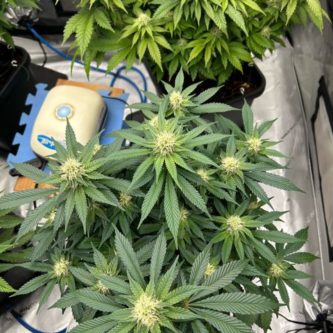 Amsterdam Amnesia  #2 growlog timeline photo