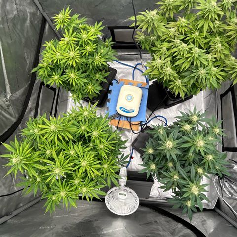AMG #3 growlog timeline photo