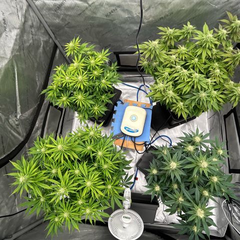 AMG #3 growlog timeline photo