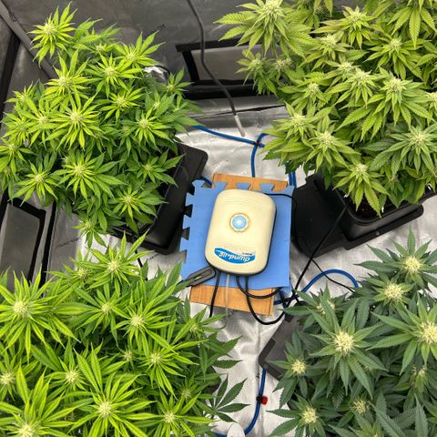 AMG #3 growlog timeline photo