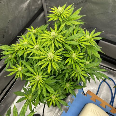 AMG #3 growlog timeline photo