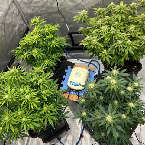 AMG #3 growlog timeline photo