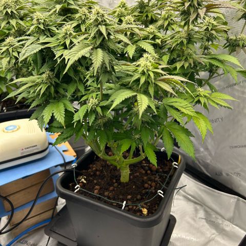 Amsterdam Amnesia  #2 growlog timeline photo