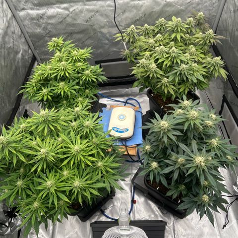 AMG #3 growlog timeline photo