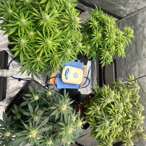 AMG #3 growlog timeline photo