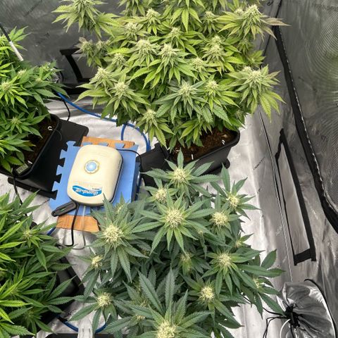 Amsterdam Amnesia  #2 growlog timeline photo