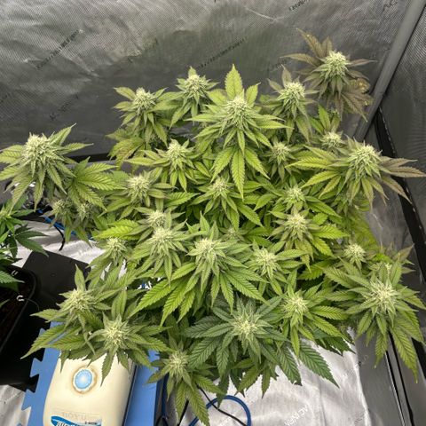 Amsterdam Amnesia  #2 growlog timeline photo