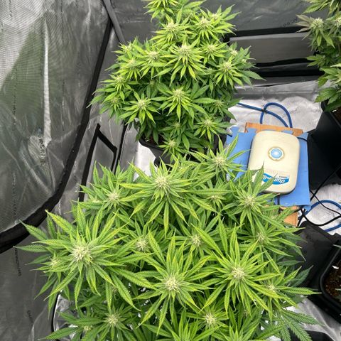 AMG #3 growlog timeline photo