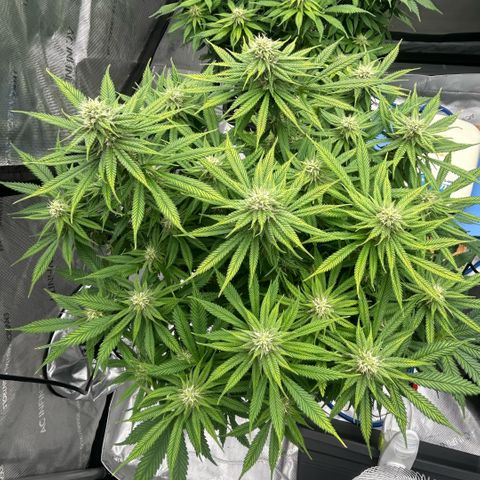 AMG #3 growlog timeline photo