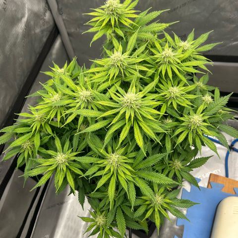 AMG #3 growlog timeline photo