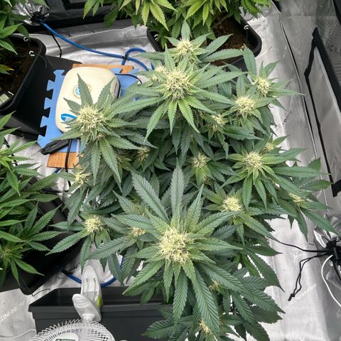 Amsterdam Amnesia  #2 growlog timeline photo