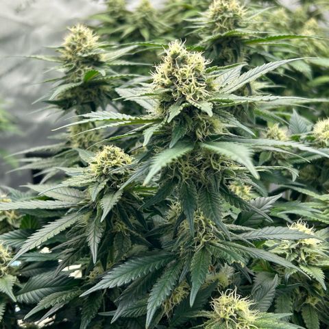 Amsterdam Amnesia  #2 growlog timeline photo
