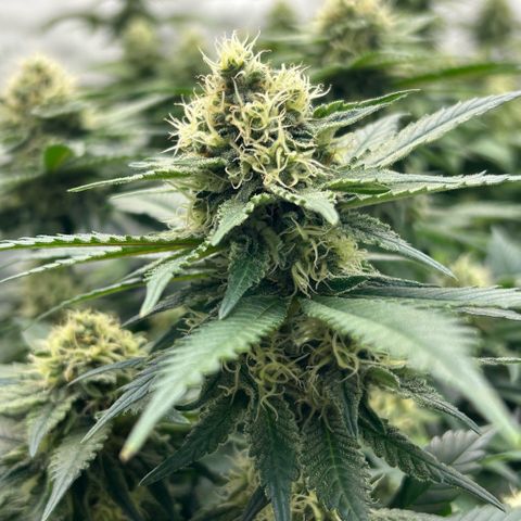 Amsterdam Amnesia  #2 growlog timeline photo