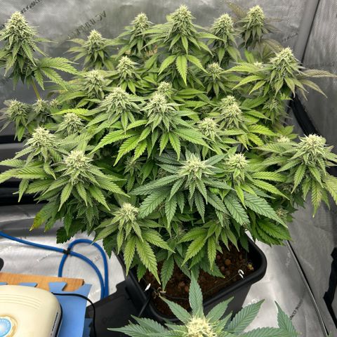 Amsterdam Amnesia  #2 growlog timeline photo
