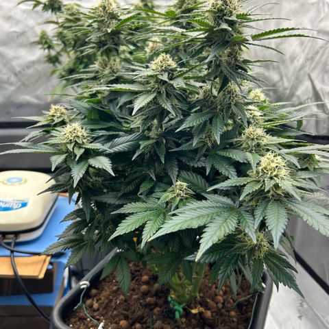 Amsterdam Amnesia  #2 growlog timeline photo