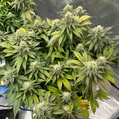Amsterdam Amnesia  #2 growlog timeline photo