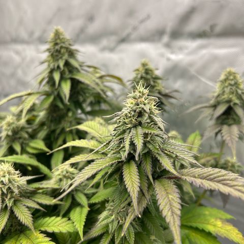 Amsterdam Amnesia  #2 growlog timeline photo