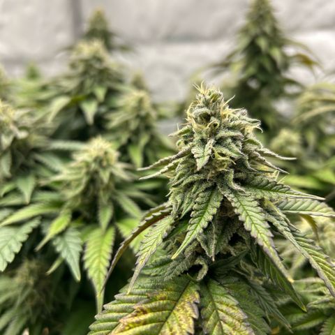 Amsterdam Amnesia  #2 growlog timeline photo
