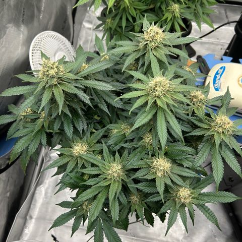 Amsterdam Amnesia  #2 growlog timeline photo