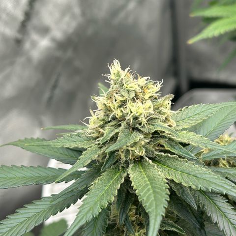 Amsterdam Amnesia  #2 growlog timeline photo