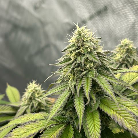 Amsterdam Amnesia  #2 growlog timeline photo