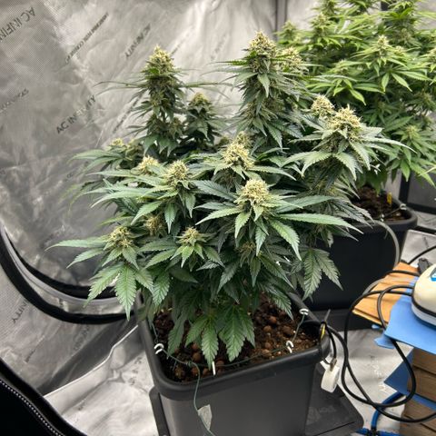 Amsterdam Amnesia  #2 growlog timeline photo