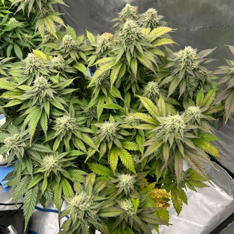 Amsterdam Amnesia  #2 growlog timeline photo