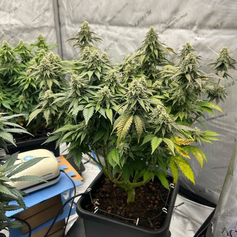 Amsterdam Amnesia  #2 growlog timeline photo