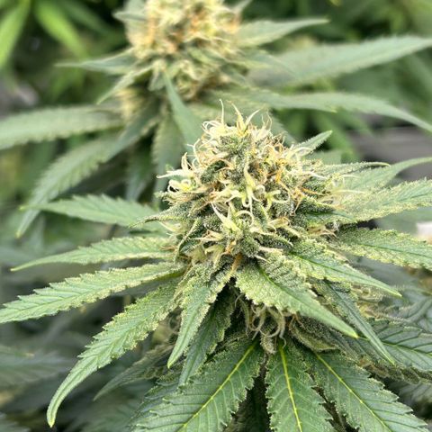 Amsterdam Amnesia  #2 growlog timeline photo