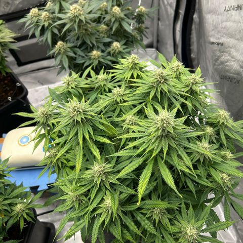 AMG #3 growlog timeline photo