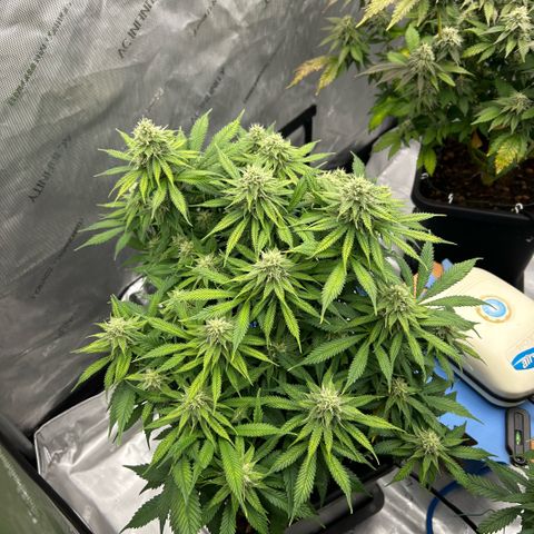 AMG #3 growlog timeline photo