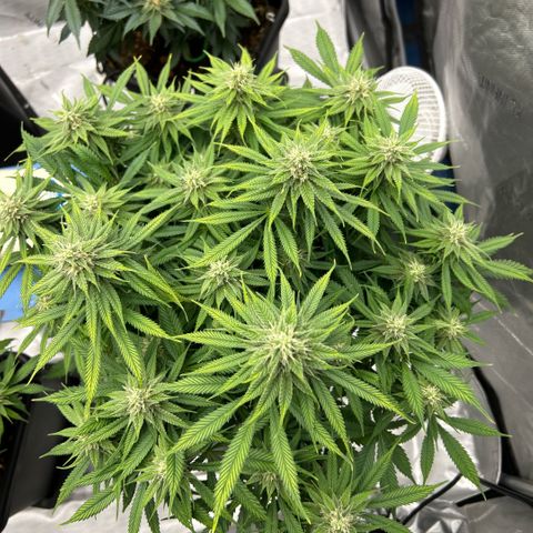 AMG #3 growlog timeline photo