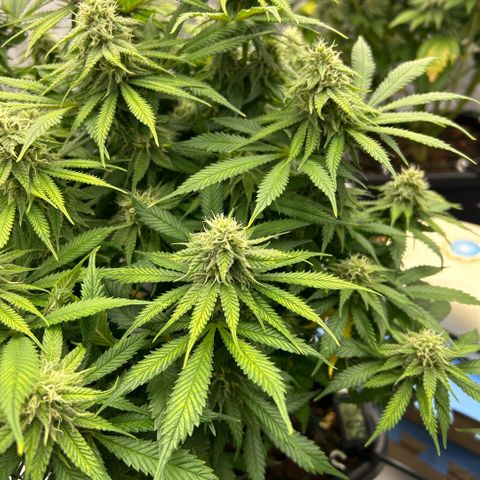 AMG #3 growlog timeline photo