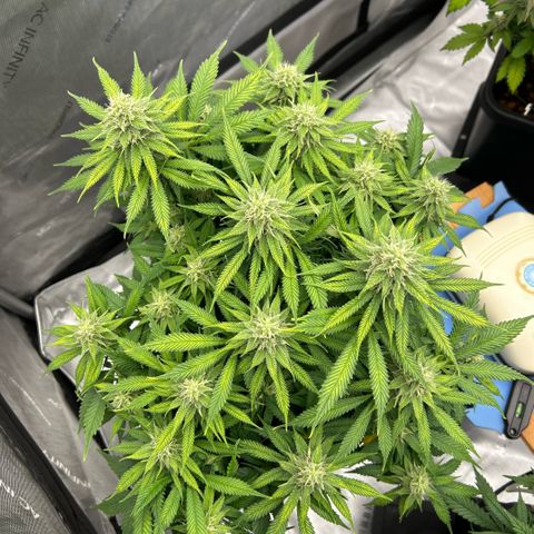 AMG #3 growlog timeline photo