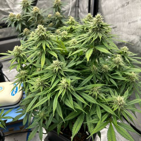AMG #3 growlog timeline photo
