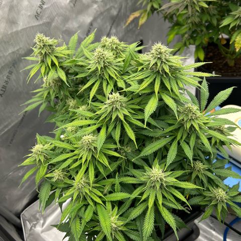 AMG #3 growlog timeline photo