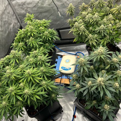 AMG #3 growlog timeline photo
