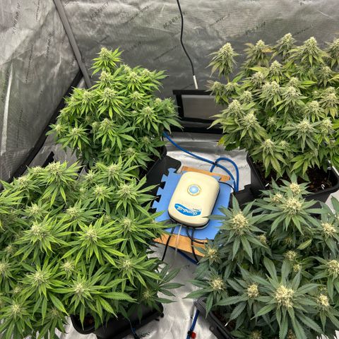 AMG #3 growlog timeline photo
