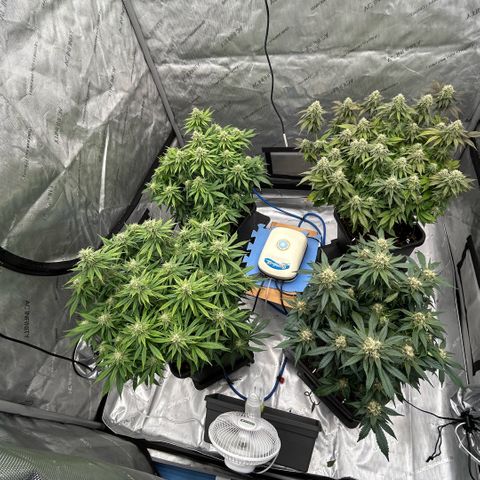 AMG #3 growlog timeline photo