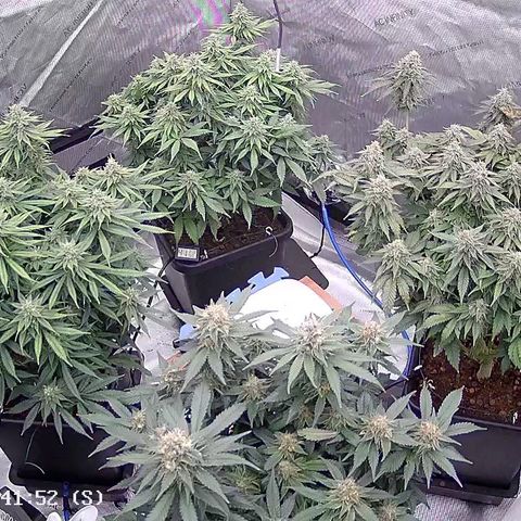 AMG #3 growlog timeline photo
