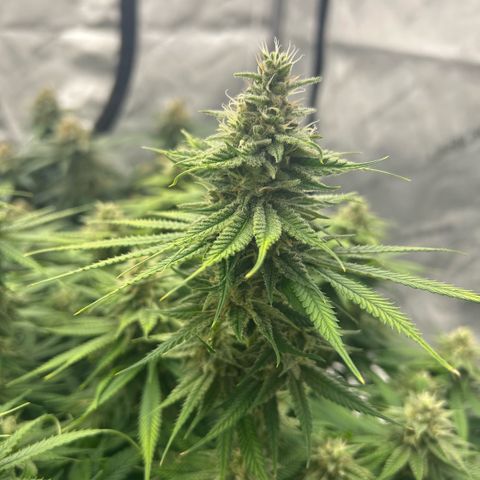 AMG #3 growlog timeline photo