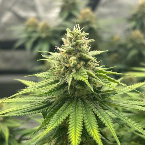 AMG #3 growlog timeline photo