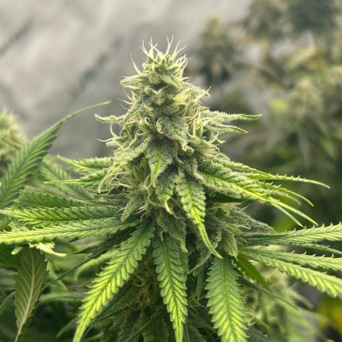 AMG #3 growlog timeline photo