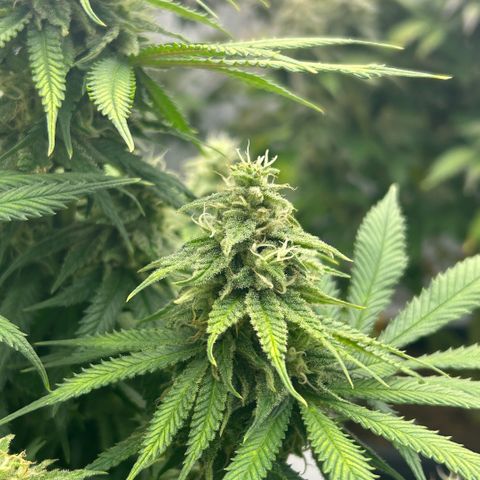AMG #3 growlog timeline photo