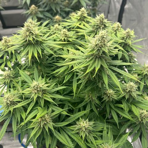 AMG #3 growlog timeline photo