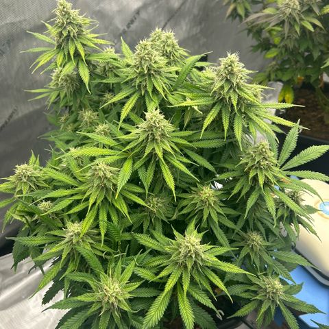 AMG #3 growlog timeline photo