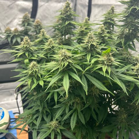 AMG #3 growlog timeline photo