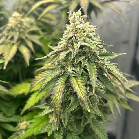 Amsterdam Amnesia  #2 growlog timeline photo