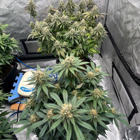 Amsterdam Amnesia  #2 growlog timeline photo
